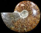 Cleoniceras Ammonite Fossil - Madagascar #41666-1